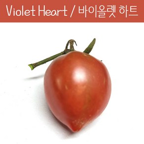 바이올렛 하트 Violet Heat Chey방울토마토 달콤한 희귀토마토 교육체험용 키우기 세트