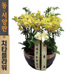 치타플라워 서양난 노랑 미니 호접 [sn11-A01] 승진 축하 개업 화분 서양란 동양난 동양란 전국 배송, 1개
