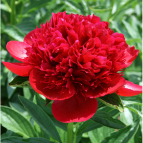 작약 - 레드 참 Paeonia Red Cham (신품종 유럽작약 / 겹꽃 / 노지월동 / 야생화 /포트묘/함박꽃), 1개