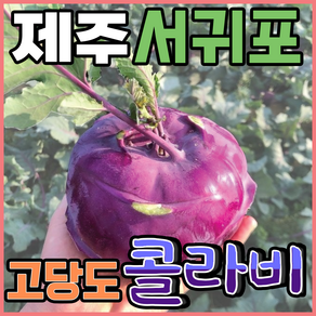 [득템몰] 제주 콜라비 고당도 제철, 1박스, 5kg