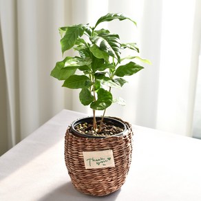 실내공기정화식물 율마 아레카야자 스킨답서스 산세베리아 테이블야자 유칼립투스 이레카야자 페페 스투키 몬스테라, 22.커피나무(땡큐바구니), 1개