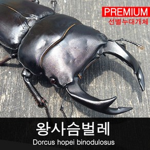 왕사슴벌레 수컷 78mm (생물샘라인 누대), 1개