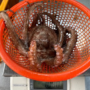 (5000셋트한정) 나씨네 (산지직송 통영&여수) 활 돌문어, 1박스, 2kg(1-6미내외)