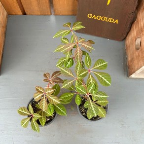 가꾸다 1+1 고려담쟁이 (2개발송), 1개