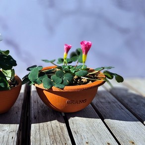 이랑 토분 옥살리스 사랑초(큰잎사랑초 땅콩사랑초) 다년생 알뿌리번식, 1개