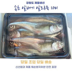 산지직송 속초 알배기 햇 알도루묵 생물 조업 배송 제철생선