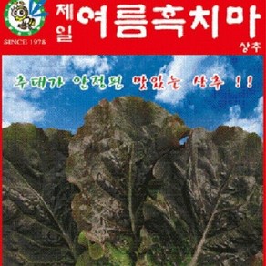 [가람종묘사] 여름흑치마상추 씨앗(잎은 흑적색으로 광택이 있고 추대가 안정되어 수확폭이 넓은 품종), 1개