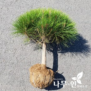 [나무인] 반송 둥근소나무 폭40cm