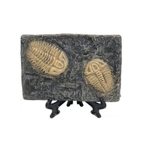 삼엽충 표본화석 (거치형) trilobite fossil