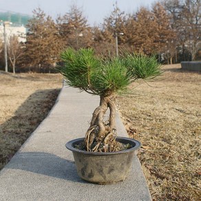 소나무 해송 근상 분재 나무 묘목 선물 인테리어 식물