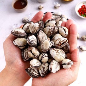 벌교 제철 꼬막 산지직송 당일조업 1kg 중, 1개