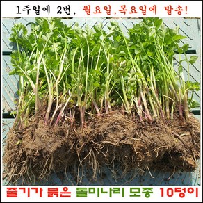 줄기가 붉은 돌미나리 10덩이 (50주 이상) 판매 =주 2회 발송., 1개