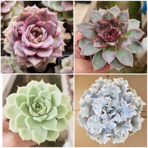 다육식물- [ 희귀다육 4개 세트 ] 5.5cm 포트