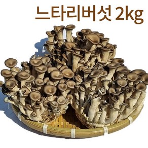 국내산 무농약 친환경 느타리버섯 2kg (200gx10팩), 1개, 2kg(벌크)