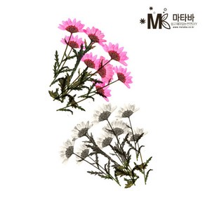 마타바 압화-소국 (압축진공팩포장)