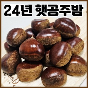 24년 햇 명품 국산 공주밤 1kg 출시 ( 칼집O/칼집X )