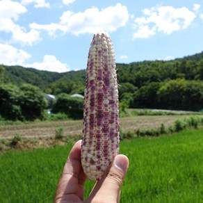 강원도 토종 국내산 유기농 흑찰옥수수 냉동 찰옥수수 찐옥수수 맛있는 깐옥수수 10개, 2KG