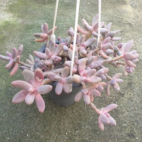 [수암다육] 간주 단품 Pachysedum 'Ganzhou' 다육 다육이 다육식물 국민다육 038