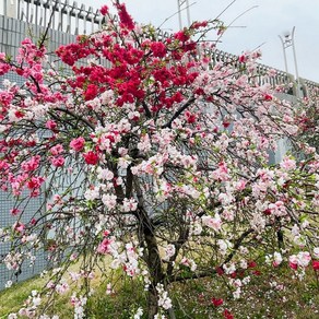 매화 수양 삼색수양도화 꽃나무 조경수 나무 묘목 접목1년, 1개, 수양 삼색도화 접목1년