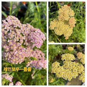 [비젼플라워] (야생화놀이터)----노지월동-베란다월동--톱풀-레인보우톱풀, 1개, 00