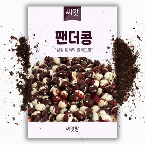 팬더콩 씨앗 (30g) 얼룩이콩, 1개