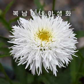 샤스타데이지 산테 [1개 복남이네야생화 모종 루칸테뭄 데이지꽃 daisy], 1개