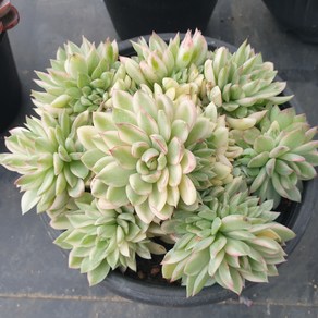 [수암다육] 메비나금 랜덤발송 Echeveria 'Mebina' f. variegata 랜덤발송 다육 다육이 다육식물 277