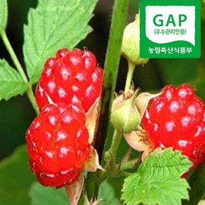 2025년 당일수확 산지직송 프리미엄 생과 햇 산딸기, 햇 산딸기  1팩 (250g), 1개