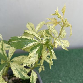 [다온야생화] N6075 무늬고려담쟁이 (9cm) [랜덤], 1개