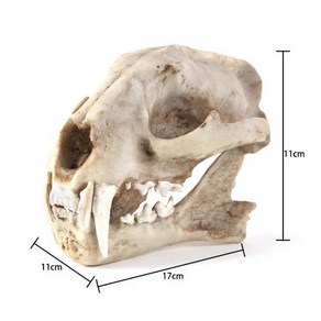 의대생 수지 구름 표범 해골 스케치 실습 교실 교육 액세서리 동물 모델, 한개옵션0, 한개옵션0