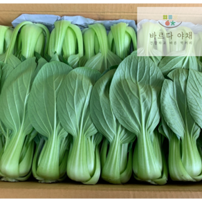 바르다야채 아삭 국내산 청경채, 1개, 4kg