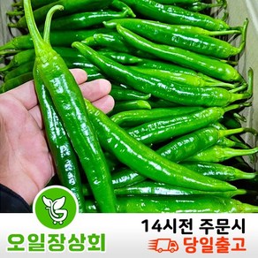 ( 오 일 장 상 회 ) 국내산 오이고추 아삭이고추 오이맛고추 <특등급> 1kg 2kg 10kg