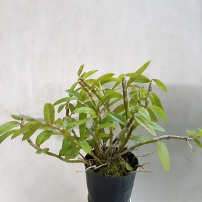 아이스에이지(묵은둥이 목대), 1개