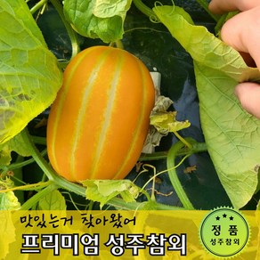 소문난 과즙팡팡 고당도 프리미엄 성주참외, 1박스, 가정용 1.5kg(7과 내외)