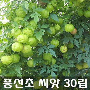 [해피플라워] 풍선초 씨앗 30립 / 봄 파종 풍경덩굴 꽃씨, 1개