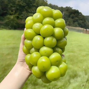 [엄지척농산물] 당도보장_샤인머스켓