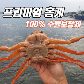 [선주직송] 구룡포 자숙 홍게 3kg(8~12마리) 산지직송 빠른배송