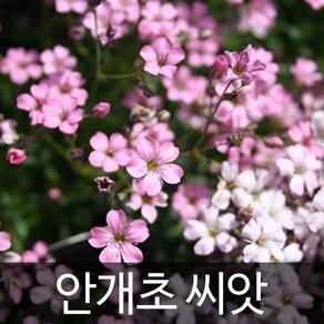 핑크 안개초 씨앗 안개꽃 씨앗 꽃씨 꽃씨앗 100알, 1개