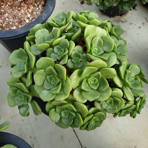 [수암다육] 릴리패드 랜덤발송 Aeonium 'Lily Pad' 다육 다육이 다육식물 305