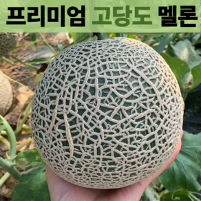 [다정한과일] 최고당도 프리미엄 로얄과 멜론, 1박스, 세지멜론 로얄과 3.5kg 이상 (2수)