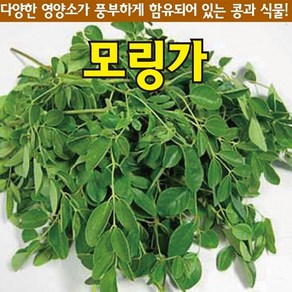 모링가씨앗 모링가 (5g-약15립)