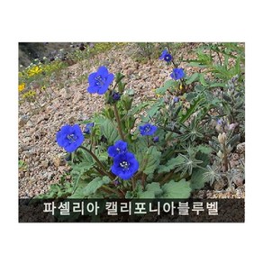 파셀리아 캘리포니아블루벨 0.1g(약100립)/화단용꽃씨/봄파종꽃씨/씨앗