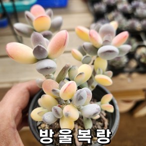 다육식물 50가지 특선모음 [ 50가지 다육이 모아보기 ], [선택-3] E07003  [방울 복랑], 1개