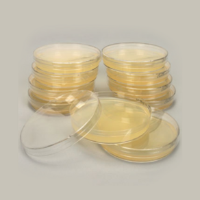 [과학쌤이오] 대장균 배양배지 LB Agar Plate