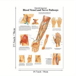 인체해부도 교육 용도의 캔버스 프린트 벽 그림인 1개의 액자 없는 포스터 해부학 차트 피부 뇌졸증 혈관 신경 경로 사무실, 2) 그림2 - 19.7x27.5인치50x70cm