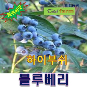 FR/블루베리씨앗 (하이부쉬) 20립 / 희귀씨앗, 1개