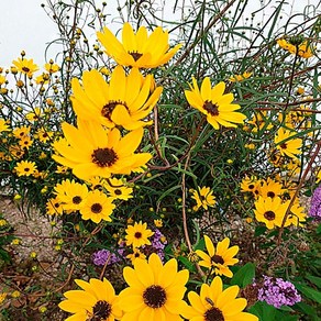 서경농원 골든피라밋 숙근해바라기 애기해바라기 야생화 들꽃 모종 8cm 포트묘 20개