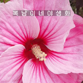 자엽부용 꽃색랜덤 [1포트 복남이네야생화 모종 히비스커스 hibiscus]