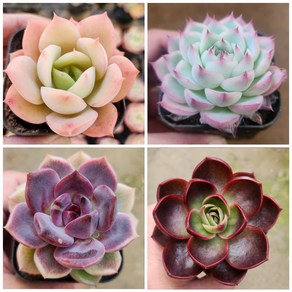 다육식물- [ 다육 4개 세트 ] 5.5cm 포트