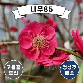 (나무85) 수양홍매화 접목1년, 1개